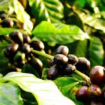 Os segredos do café cultivado em montanhas