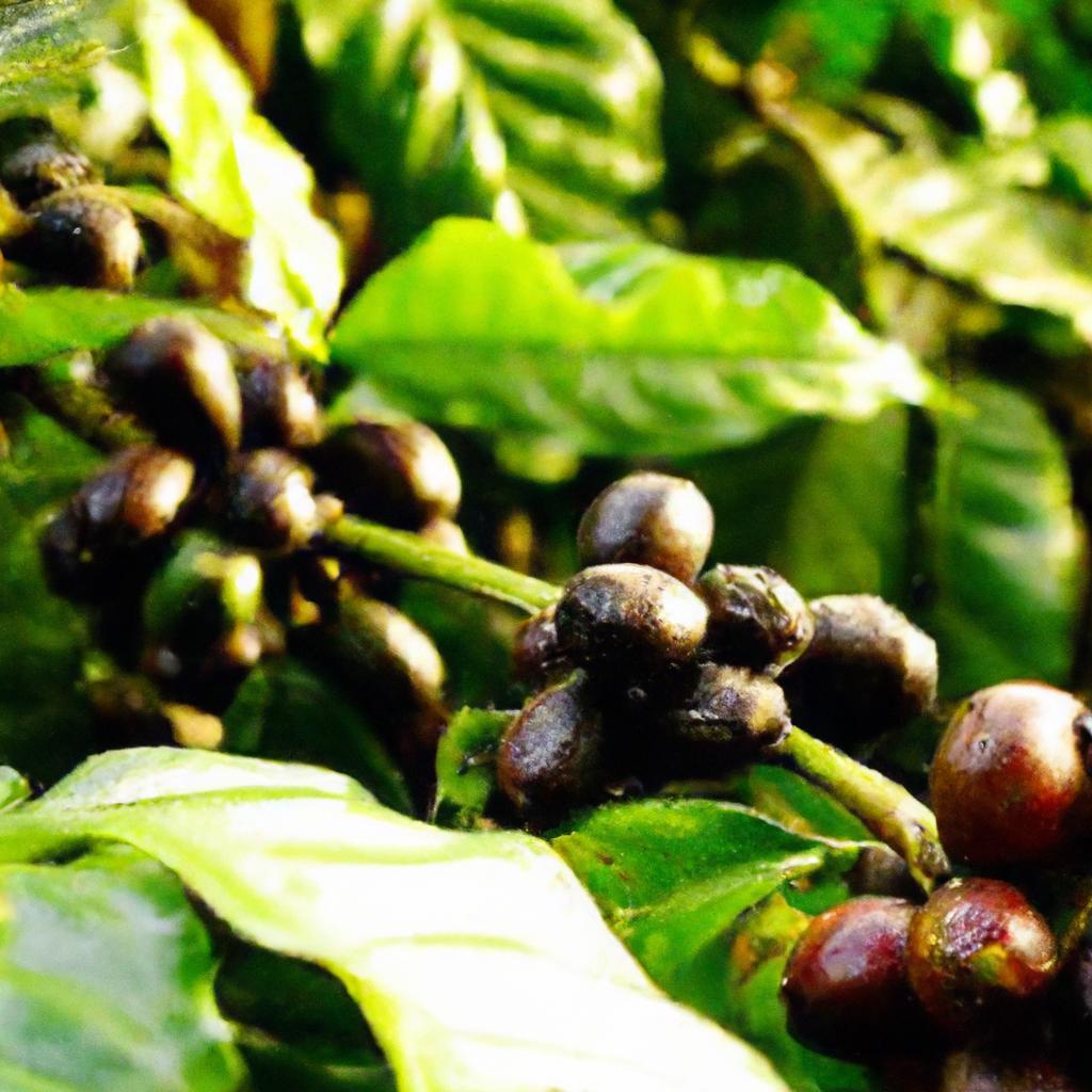 Os segredos do café cultivado em montanhas